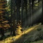 Světla v lese